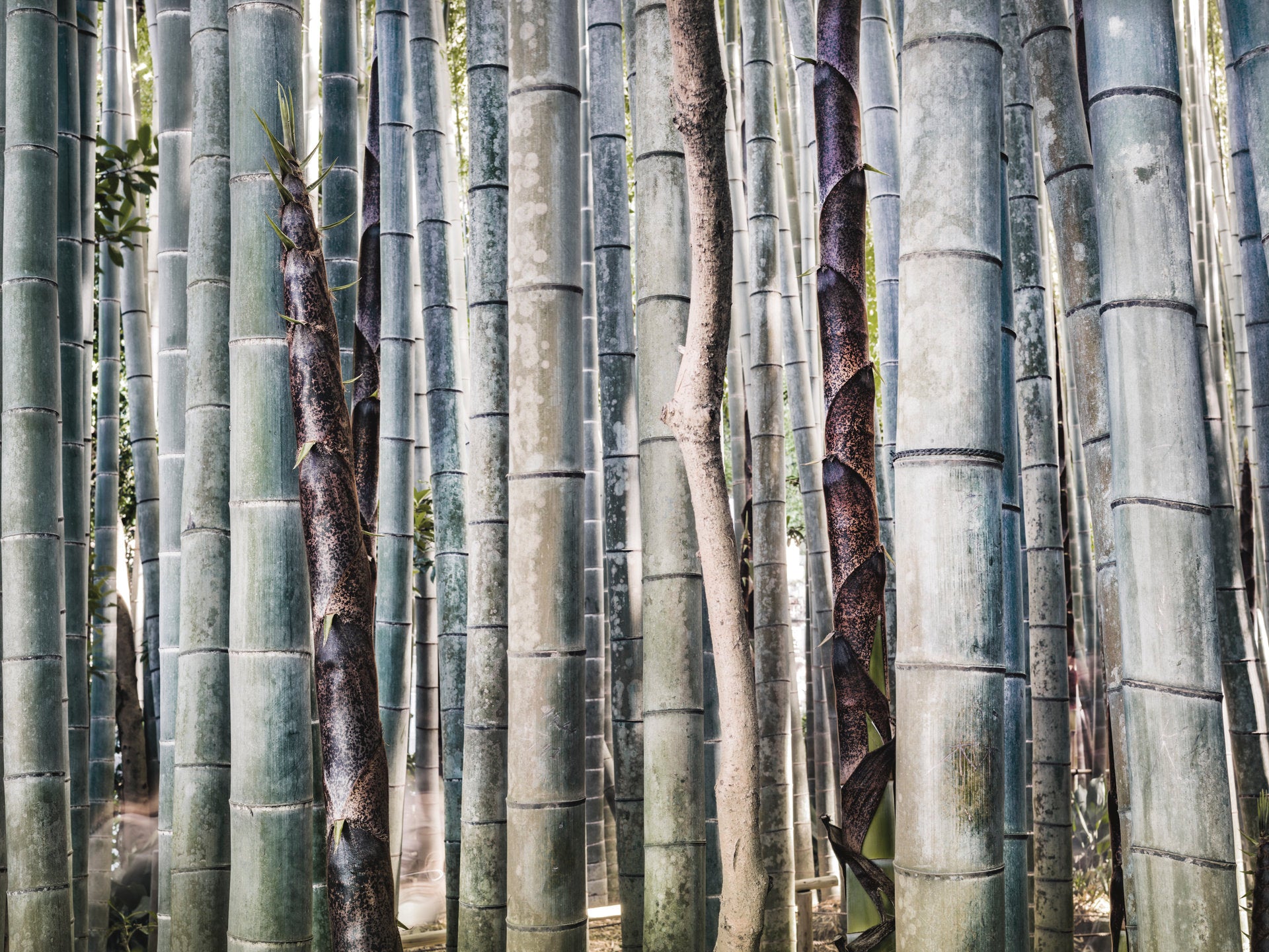Mix Bamboo Forest, Japan