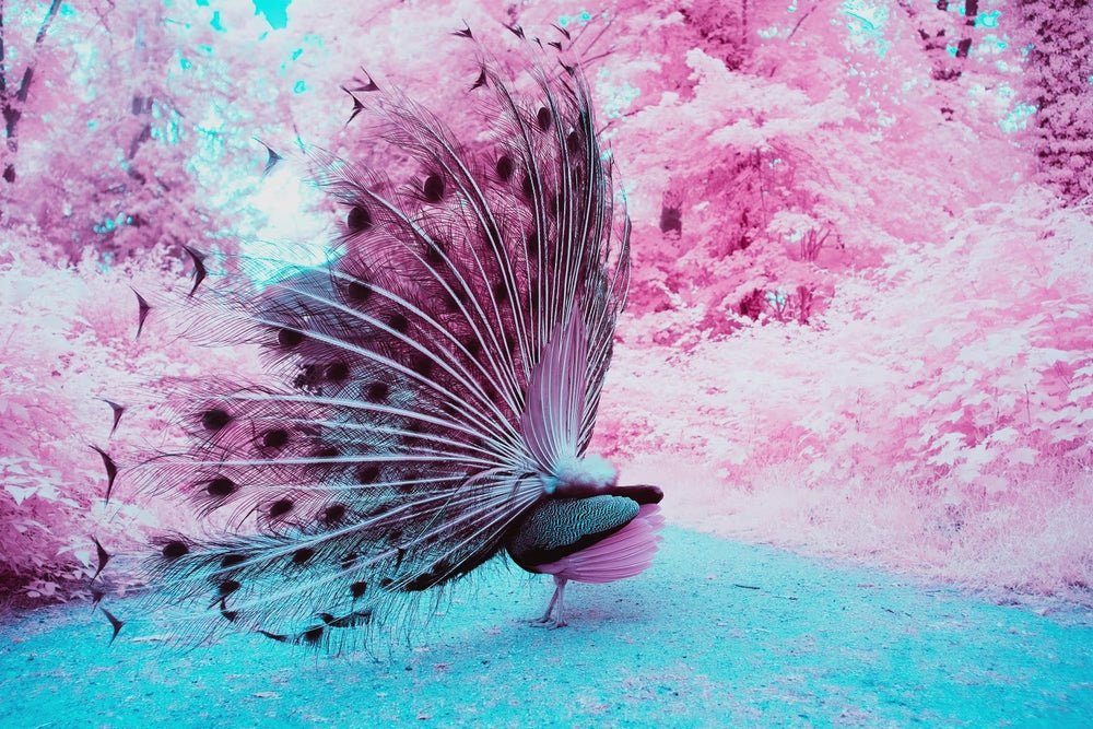 A MAJESTIC PEACOCK #2, DEUTSCHLAND