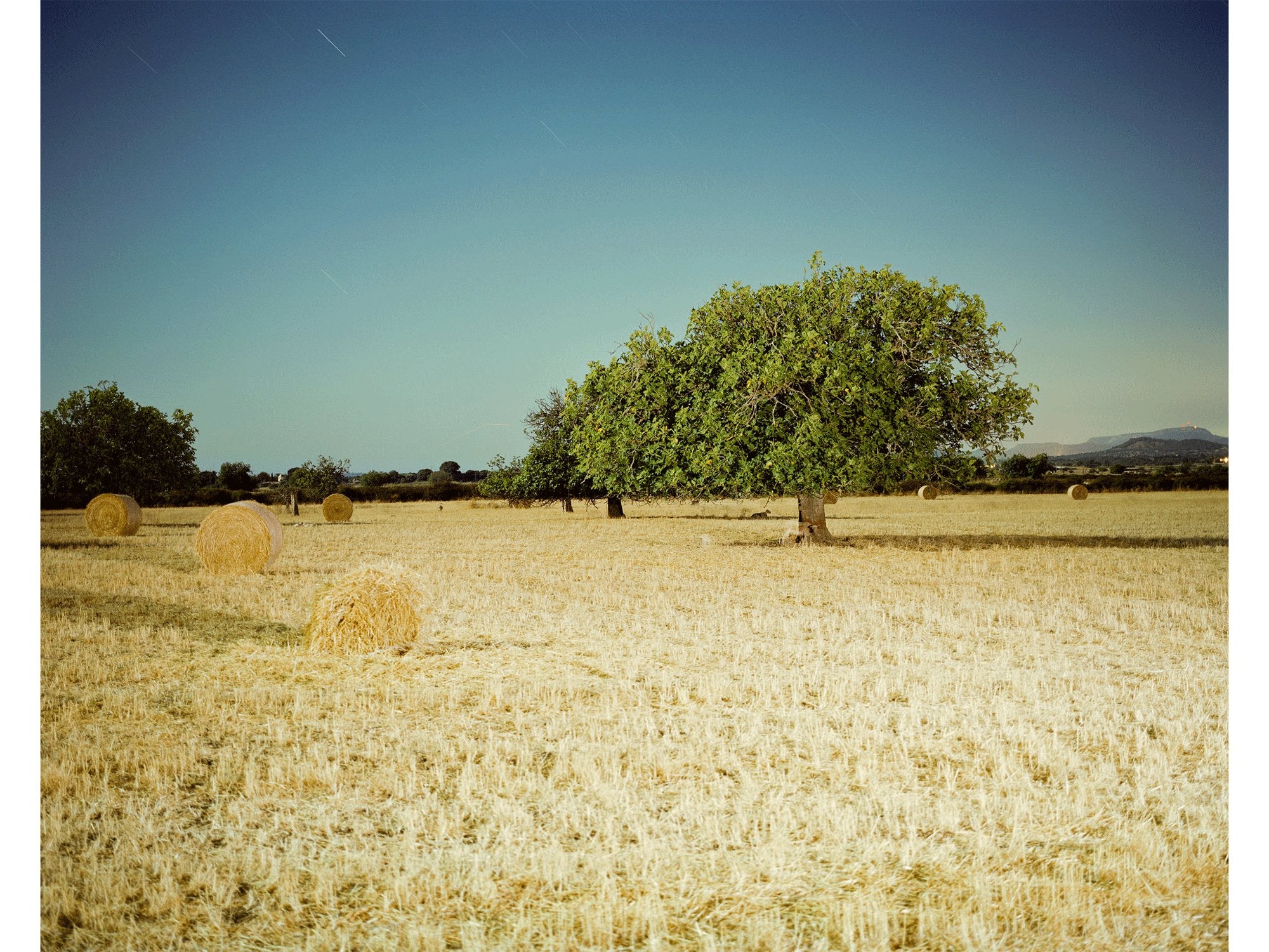 A LOST SHEEP, SPANIEN