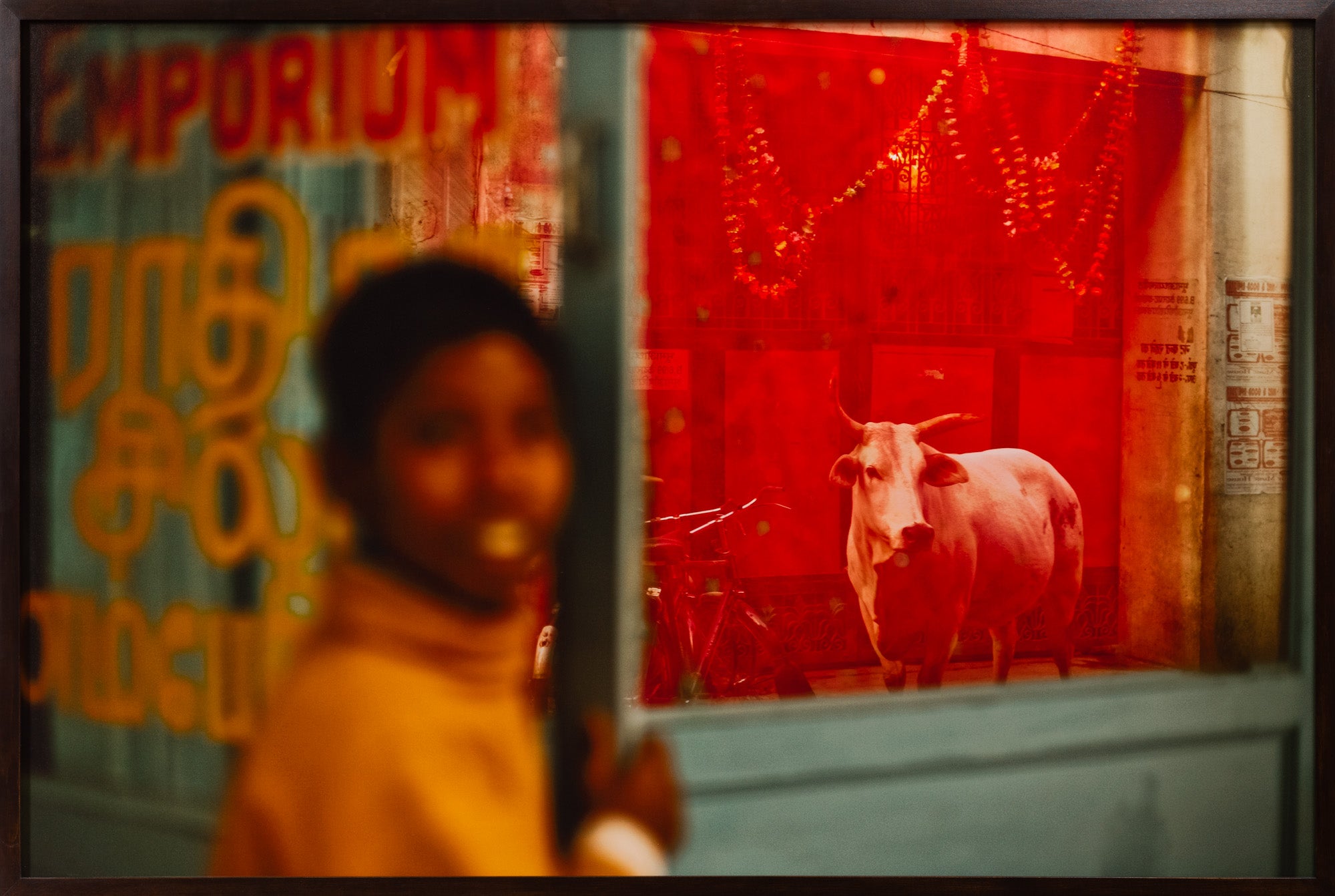 BENARES COW, INDIEN