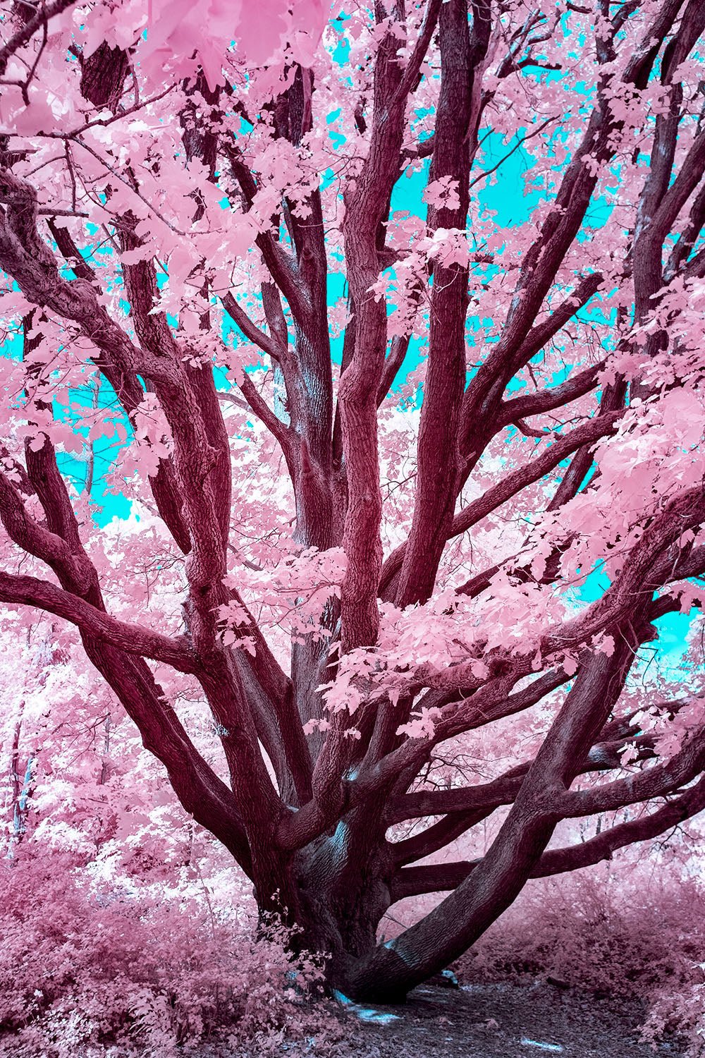 FUTURISTIC OAK BLOOM, DEUTSCHLAND