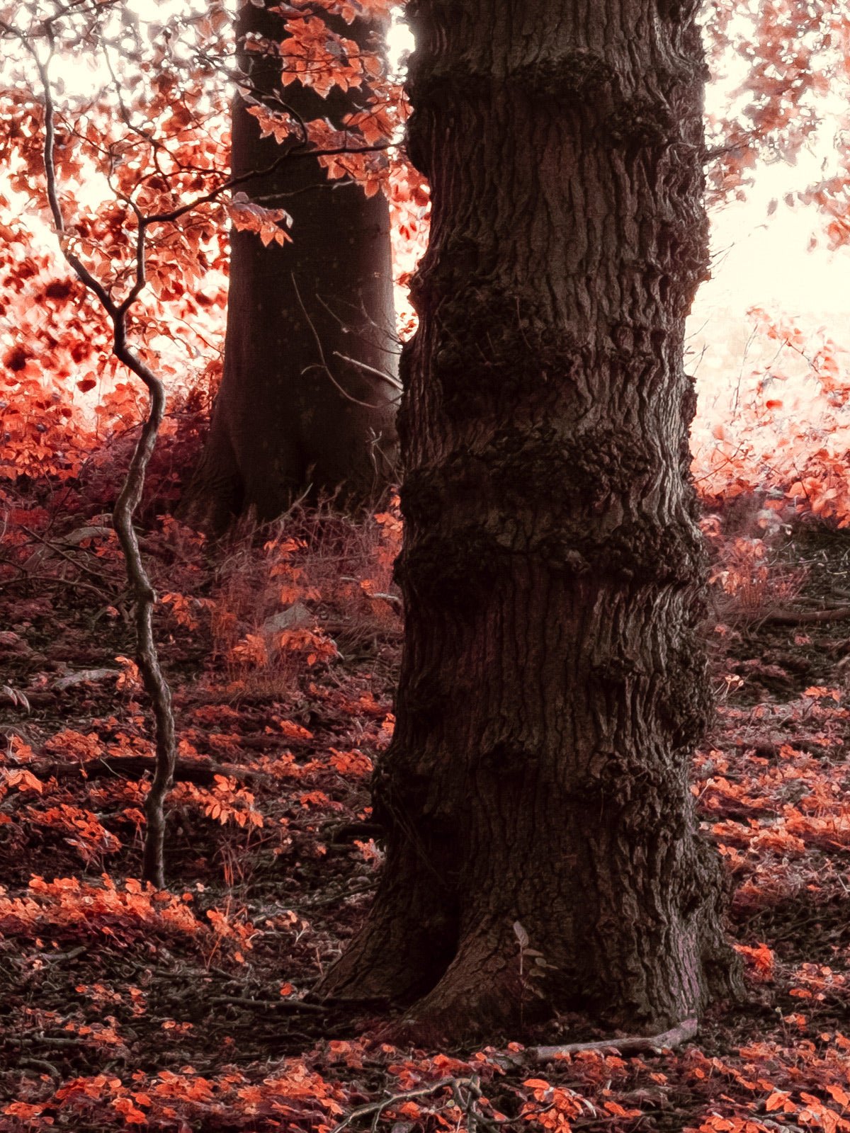 Realm of Enchanted Shadows: A Fairytale Infrared Oasis
