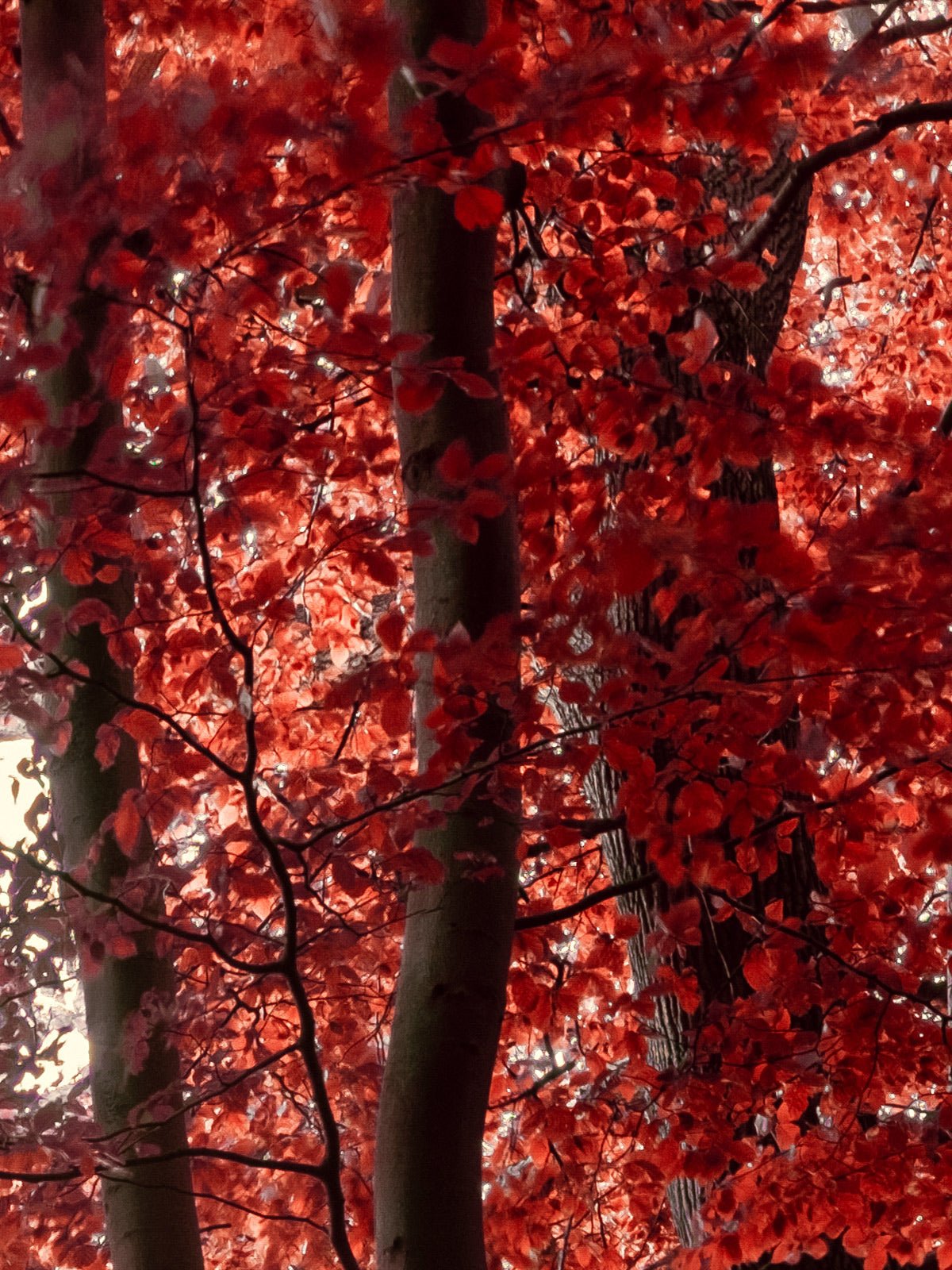 Realm of Enchanted Shadows: A Fairytale Infrared Oasis