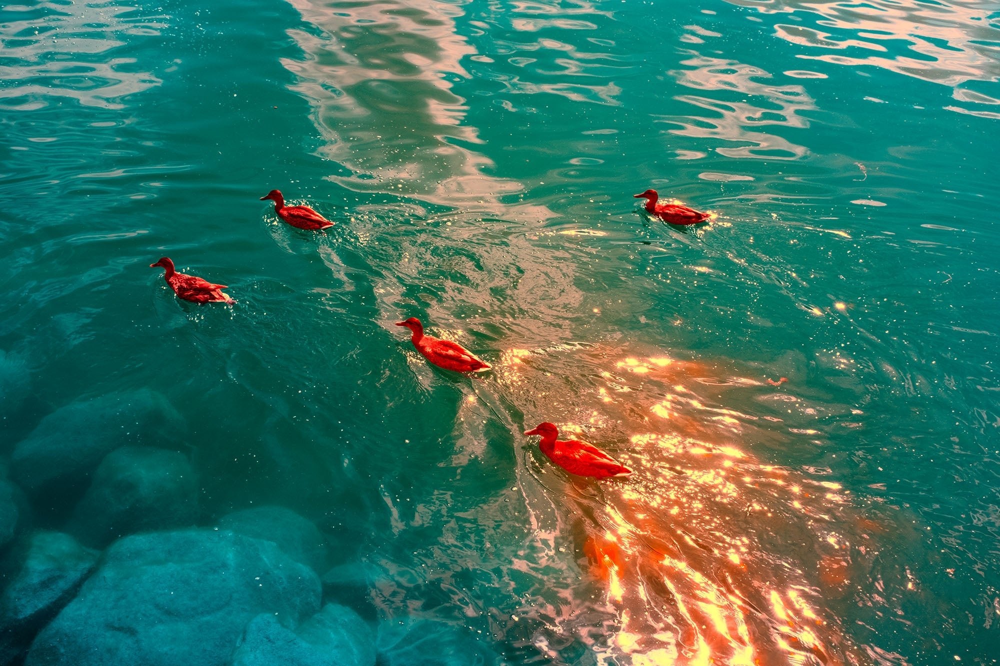 MAGMA DUCKS, SCHWEIZ