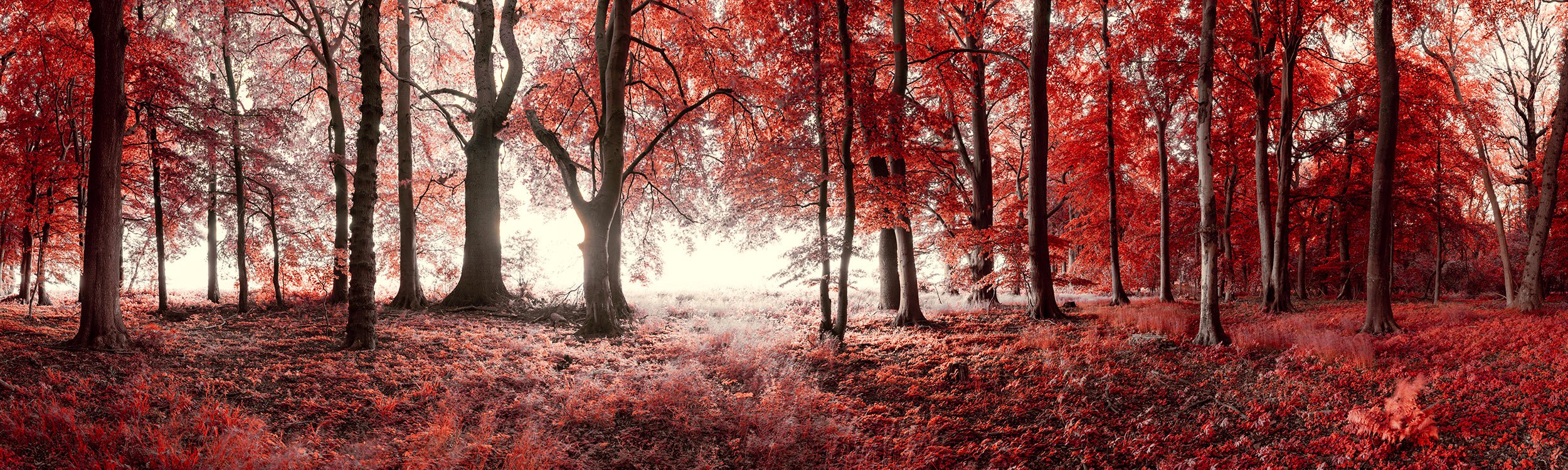 Realm of Enchanted Shadows: A Fairytale Infrared Oasis