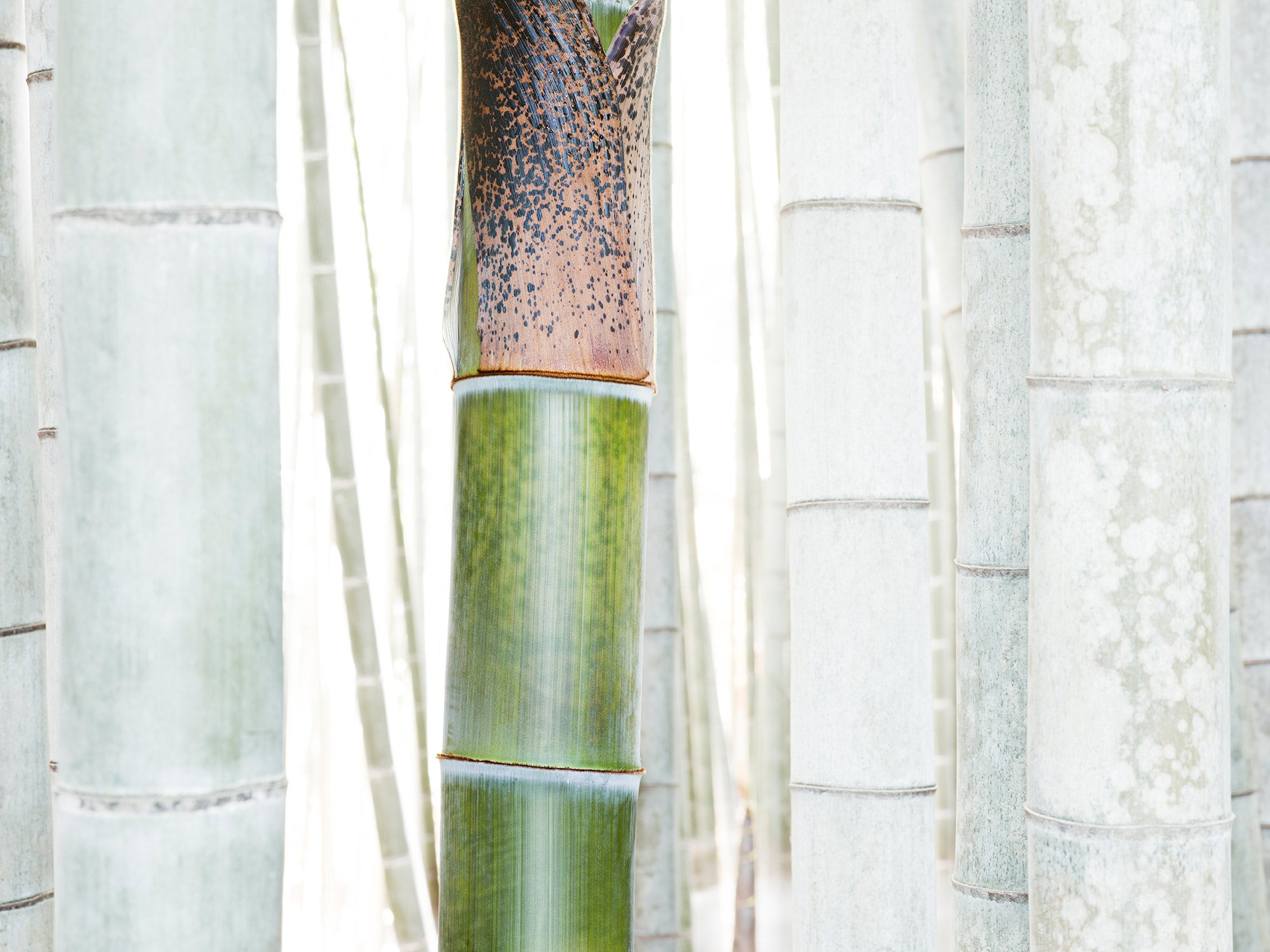 WHITE BAMBOO 1, JAPAN
